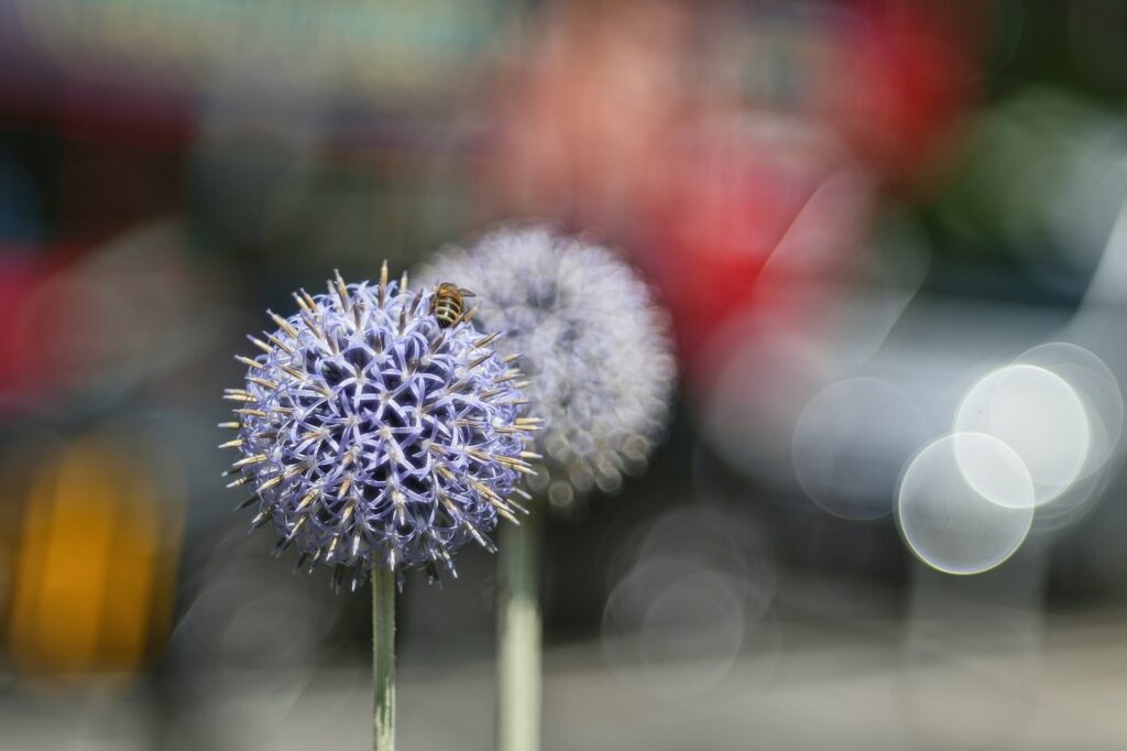 TTArtisan 100mm f2.8 - Sông Hồng Camera