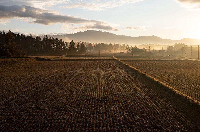  Vì sao Kazuto Yamaki đang âm thầm biến Sigma thành “nông dân trồng lúa”
